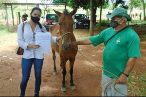 Políticas públicas em prol do bem-estar animal