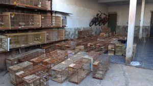 Brasília Ambiental e Dema fazem o maior resgate de aves no DF