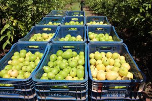 Goiaba é a fruta mais cultivada em toda a região do DF