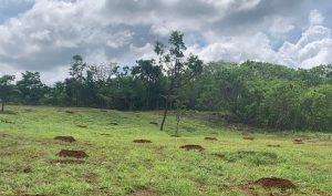 Novacap recupera área degradada no SMDB com plantio de mudas de árvores do cerrado brasileiro