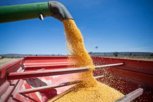 Valor bruto da produção agrícola tem aumento recorde de 27% no DF