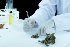 Pós – graduação em Cannabis Medicinal tem alta procura por profissionais de diversas áreas