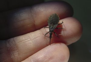 Doença de Chagas: Vigilância Ambiental do DF orienta sobre o que fazer ao encontrar um barbeiro
