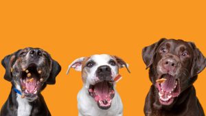 Abril Laranja: conheça as 5 direitos dos animais e o que configura maus-tratos
