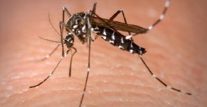 Lago Sul apresenta crescimento de mais de 600% em casos de dengue