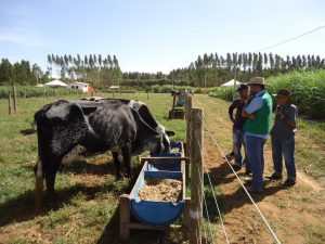 Opções de nutrição e manejo de bovinos são destaque na AgroBrasília
