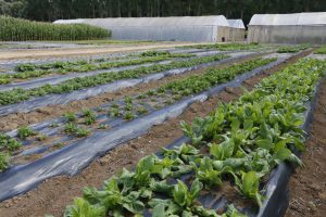 AgroBrasília apresentará novas tecnologias para hortaliças