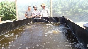 Conheça os sistemas de criação intensiva de peixes