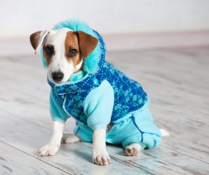 Que friaca! Seu pet também precisa de cuidados especiais