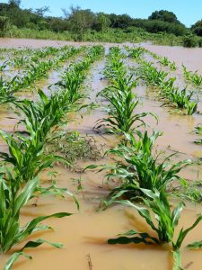 Enchentes provocam perdas nos quilombos e Iniciativa da Agricultura Familiar Quilombola realiza levantamentos de dados