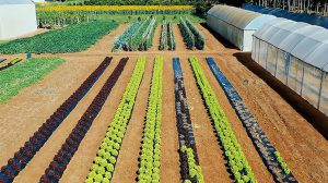 AgroBrasília vai apresentar novas tecnologias para produtores rurais