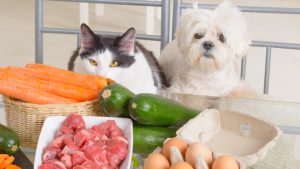 Alimentação natural: conheça os principais benefícios para seu cão