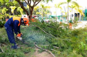 Com serviço de podas intensificado, GDF registra redução nas reclamações