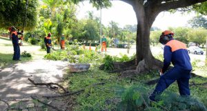 Podas programadas e com orientação técnica garantem arborização em todo Distrito Federal