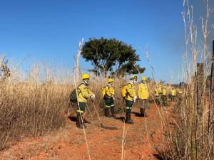 GDF vai contratar 150 brigadistas