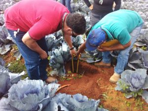 Nova técnica de irrigação ajuda a aumentar lucro de produtor rural