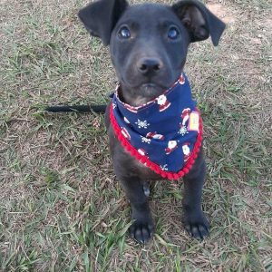 ONGs de proteção aos animais no DF realizam festa junina beneficente