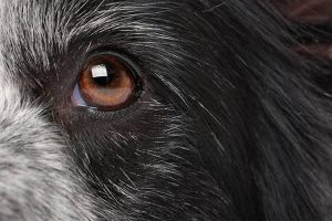 Junho Violeta: mês da prevenção de doenças oculares em pets