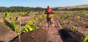 Parceria beneficia produtores rurais com resíduos de poda de árvores