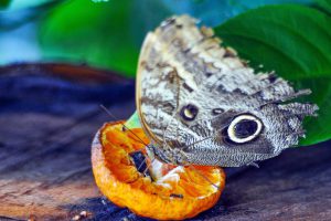 Quase 30 espécies encantam o público no novo borboletário do Zoológico