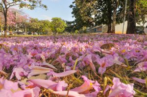 Começa a temporada de ipês, enchendo de cor e beleza todo o DF