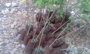 Semana do meio ambiente: Viver em bairros verdes ajuda a prevenir doenças cardiovasculares, diz estudo