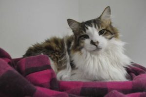Aberta 4ª Campanha de Castração de Cães e Gatos de 2022