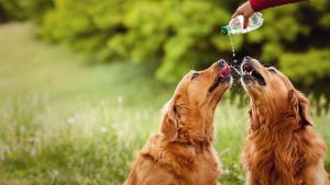 Seca: animais também sofrem com baixa umidade