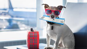 Cuidados com os Pets durante as férias