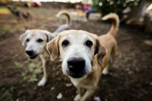 Campanha Julho Dourado alerta para importância da vacinação de pets e prevenção de zoonoses