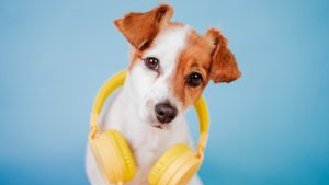 Musicoterapia melhora bem-estar dos pets