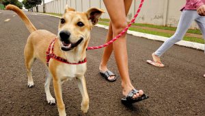 Pets: Especialista alerta sobre a importância do passeio matinal com animais de estimação