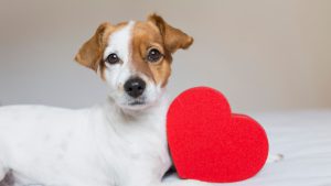 Setembro vermelho: como cuidar do coração dos pets