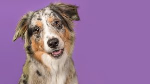 Setembro Lilás: mês de combate ao câncer em cães e gatos