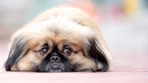 Luto canino: pets também sofrem com a perda de seus parceiros e tutores
