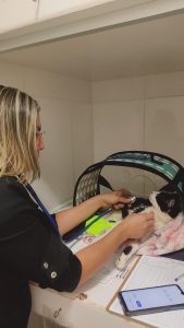 O universo veterinário aponta os benefícios em apostar na construção de uma trajetória profissional em um Coworking Vet