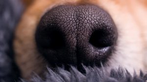 Estudo aponta que cães são capazes de identificar estresse do dono pelo cheiro