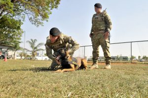 Cães policiais do DF fazem rastreamento de desaparecidos e fugitivos