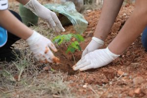 Parque Ecológico da Asa Sul recebe mudas de ipê