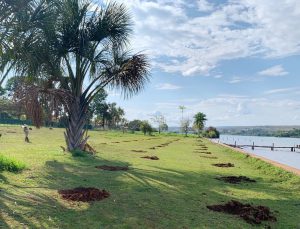 Recupera Cerrado retoma plantios na orla norte do Lago Paranoá