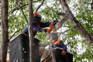 Mais de 81 mil podas de árvores foram feitas no DF em 2022