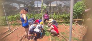 Projeto distribuirá cinco mil mudas de plantas medicinais para a comunidade