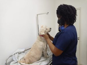 Serviço Veterinário Público manterá funcionamento normal durante a Copa