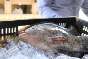 Encontro de produtores de pescado discutirá desafios do setor