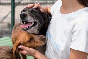 Projeto Conecta + convoca expositores para feiras gratuitas dos segmentos de pets e gestantes