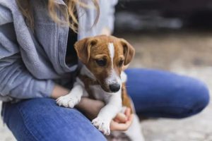 Brasília recebe feira gratuita para animais domésticos com programação para tutores e empreendedores