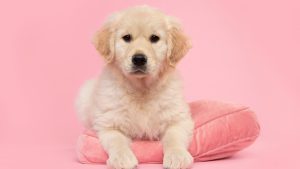 Conheça os benefícios de oferecer pé de galinha cru para cães