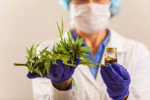Estudos da cannabis medicinal ganham força com autorização para cultivo científico e apoio de celebridades