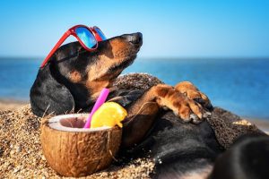 Veterinária alerta para cuidados essenciais com os cães durante o verão