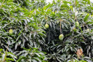 Vai colher uma fruta da árvore? Todo cuidado é pouco!